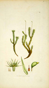 1797 Copper Engraving Hand-Painted Diobelonella Marsh Moss Bryum Botanical EB6