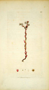 1797 Copper Engraving Hand-Painted Sedum Hairy Stonecrop Botanical Flower EB6