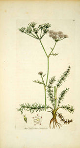 1797 Copper Engraving Hand-Painted Carum Whorled Honewort Botanical Flower EB6