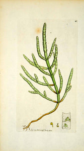 1797 Copper Engraving Hand-Painted Salicornia Jointed Glasswort Samphire Art EB6