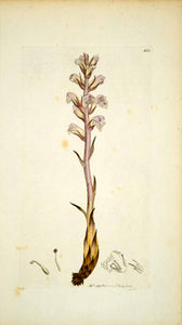 1797 Copper Engraving Hand-Painted Orobanche Common Lesser Broomrape Botany EB6