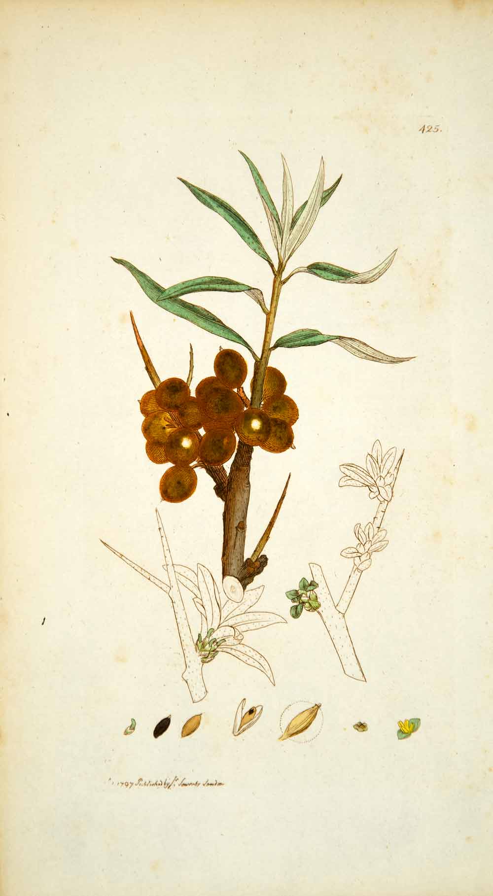 1797 Copper Engraving Hand-Painted Hippophae Common Sea-Buckthorn Botanical EB6