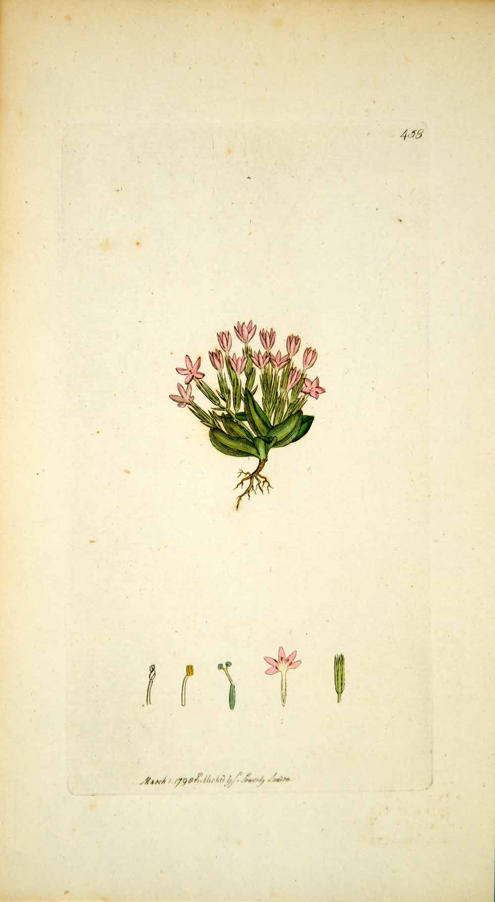 1798 Copper Engraving Hand-Painted Chironia Dwarf Branched Centaury Botany EB7