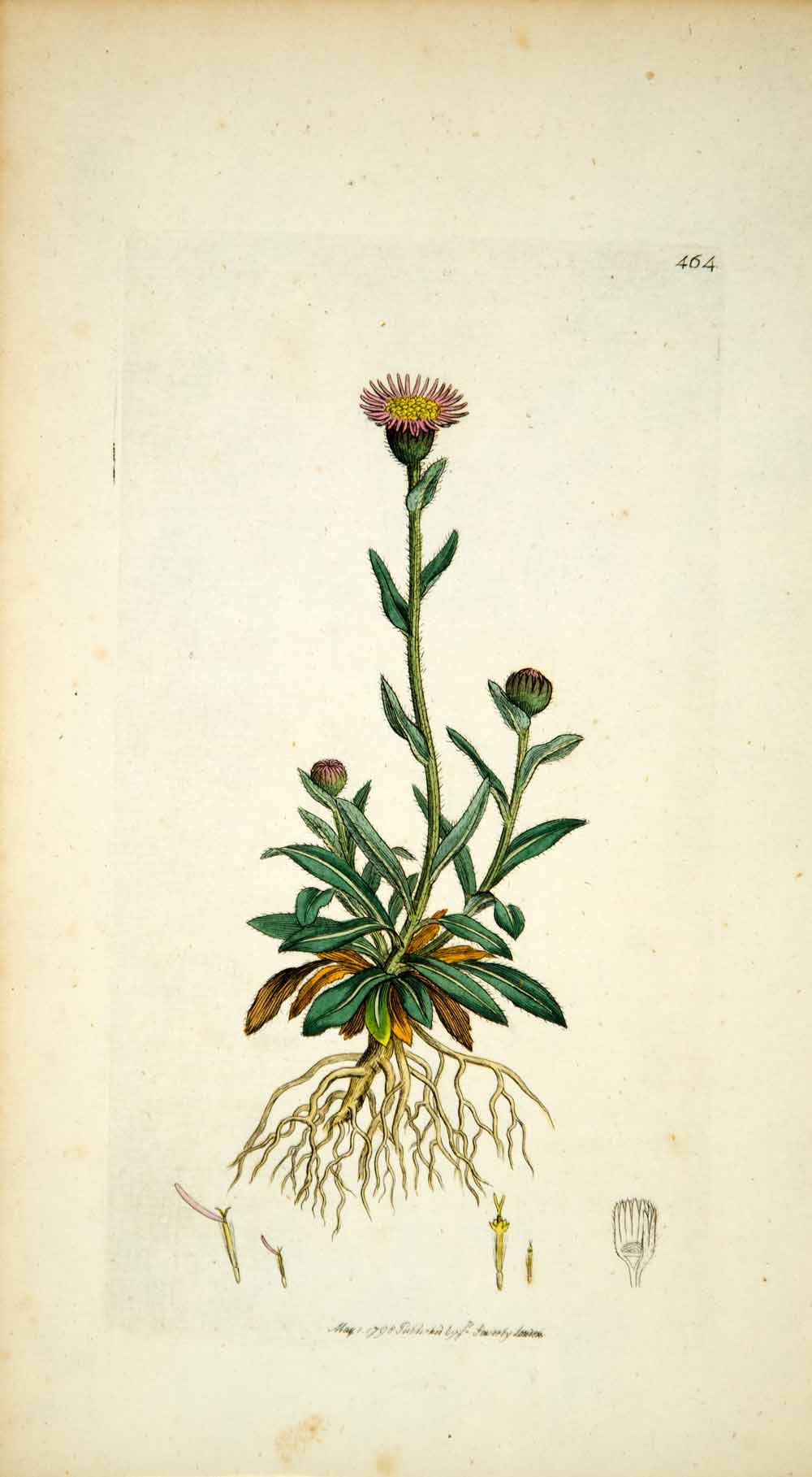 1798 Copper Engraving Hand-Painted Erigeron Alpine Fleabane Botanical Flower EB7