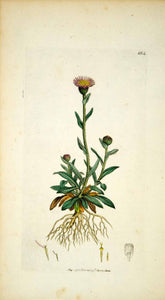 1798 Copper Engraving Hand-Painted Erigeron Alpine Fleabane Botanical Flower EB7