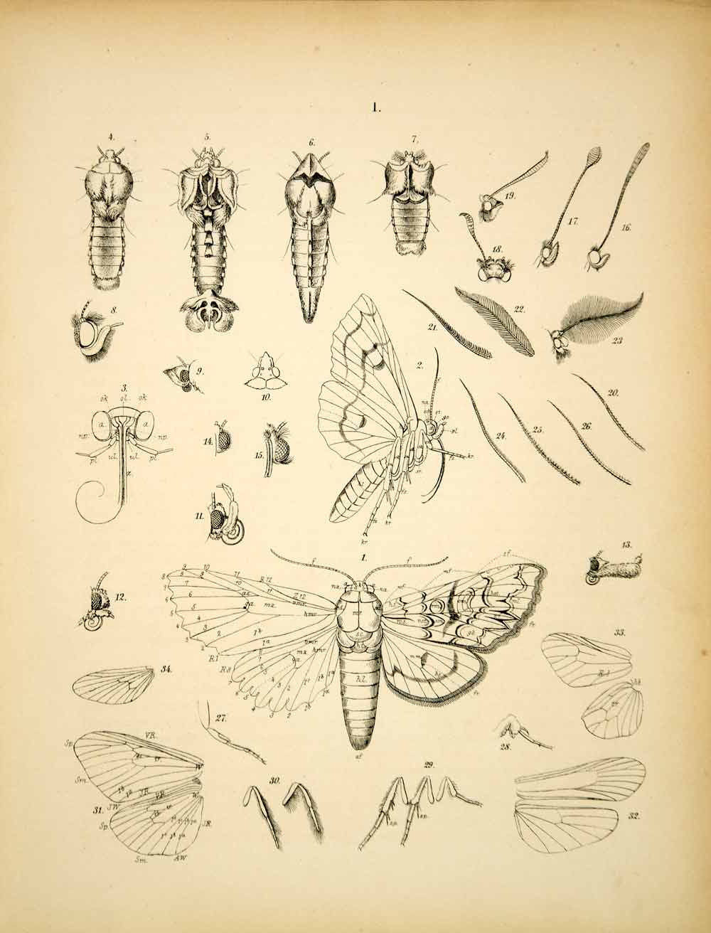 1882 Lithograph WF Kirby Art Lepidoptera Skipper Butterfly Moth