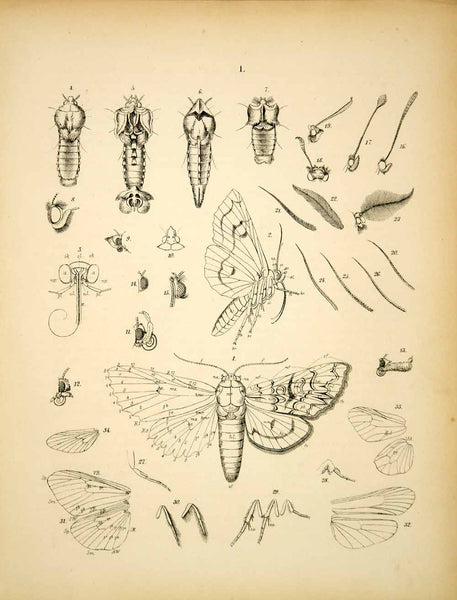 1882 Lithograph WF Kirby Art Lepidoptera Skipper Butterfly Moth
