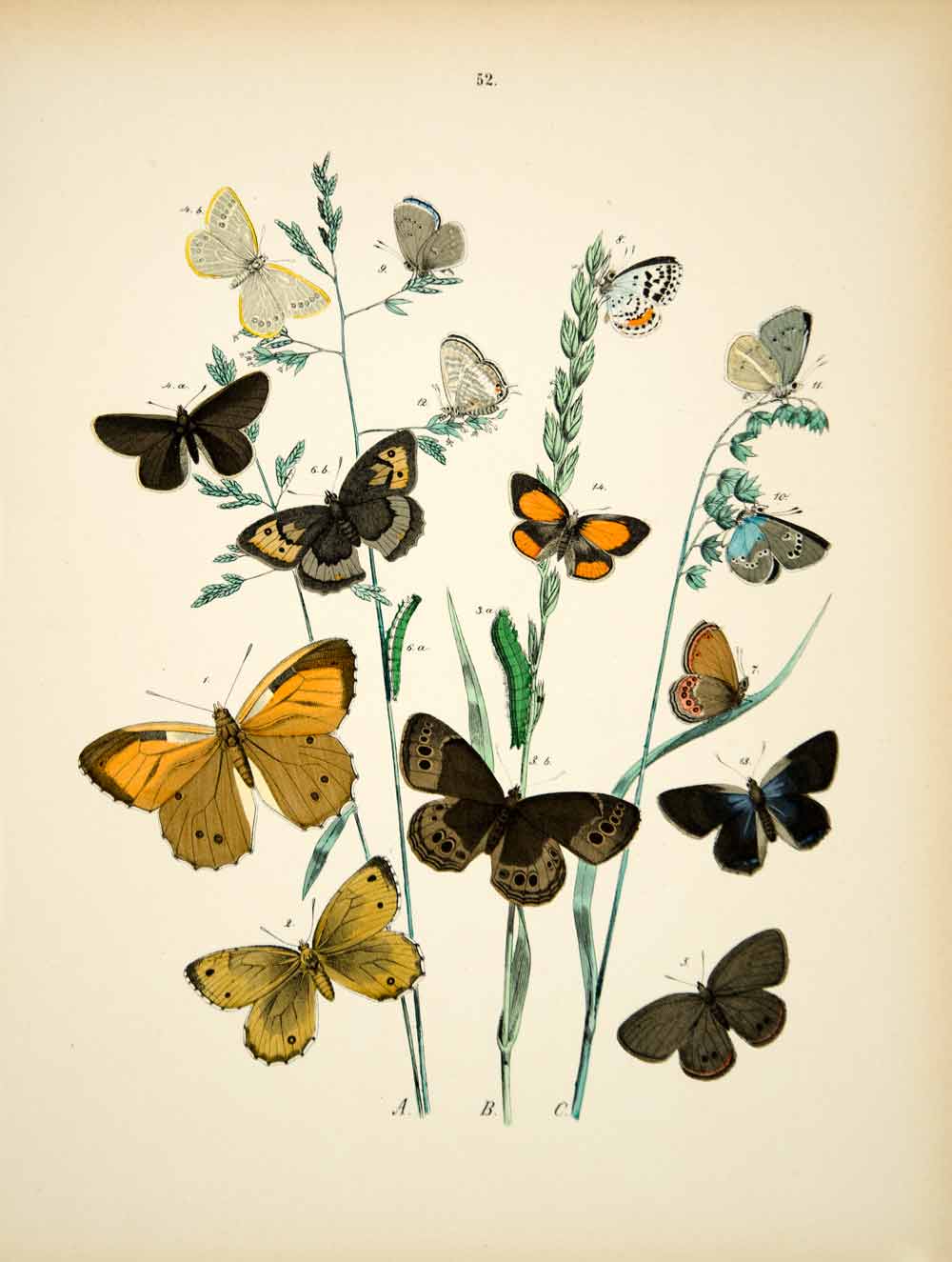 1882 Hand-Colored Lithograph WF Kirby Art Blue Glacier Butterfly Insect Bug EBM1