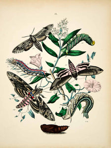 1882 Hand-Colored Lithograph WF Kirby Art Pine Privet Hawk Moth Insect Bugs EBM1