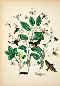 1882 Hand-Colored Lithograph WF Kirby Art Bee Hawk Hornet Moth Insect Bugs EBM1