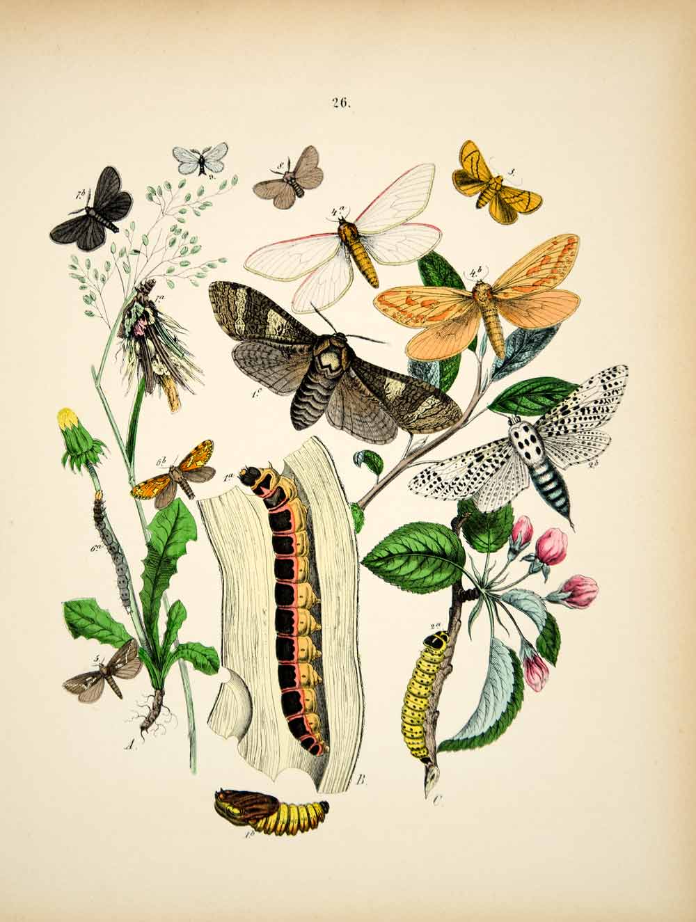 1882 Hand-Colored Lithograph WF Kirby Art Leopard Ghost Swift Moth Insect EBM1