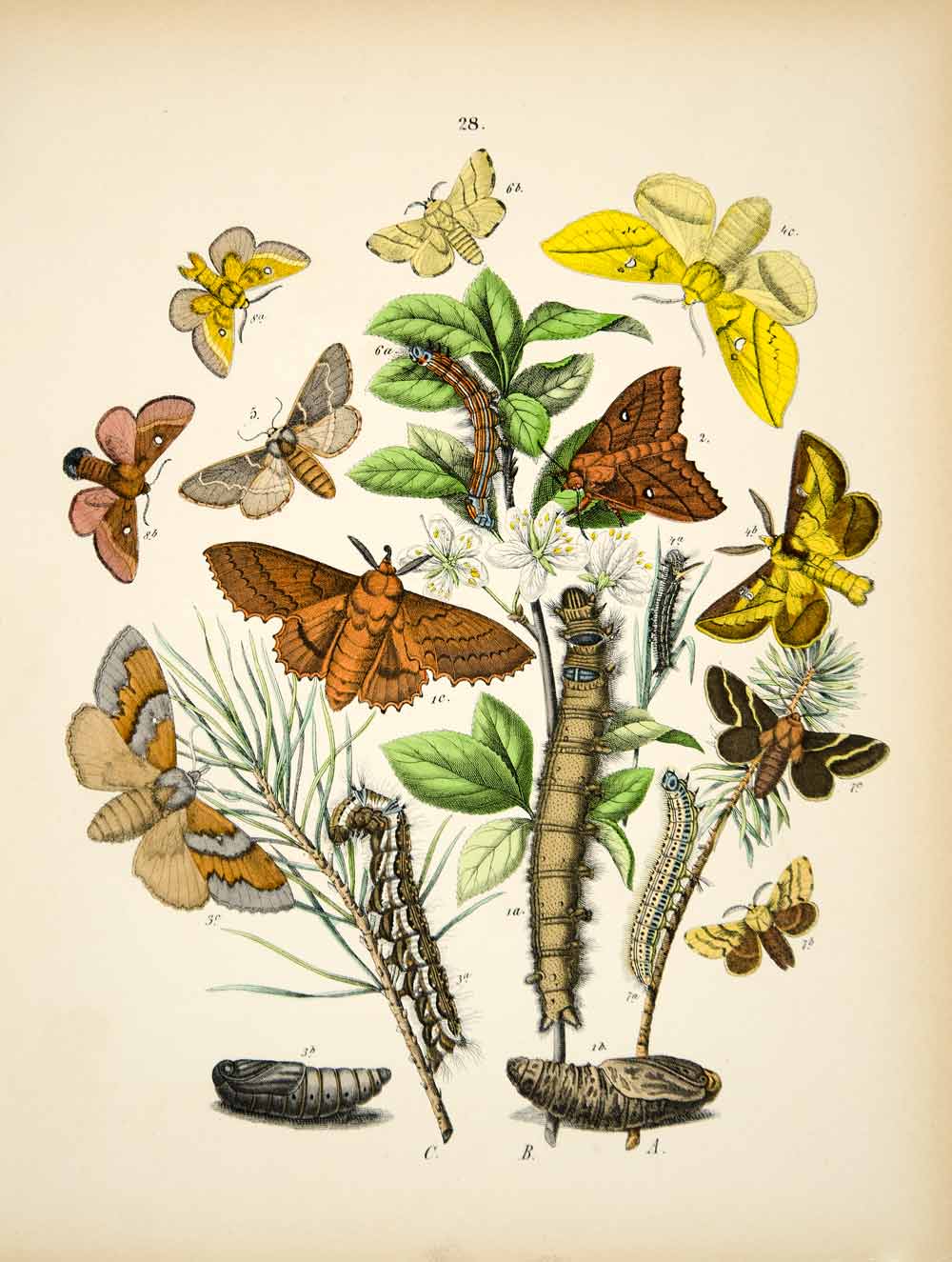 1882 Hand-Colored Lithograph WF Kirby Art Lappet Eggars Lackey Moth Insect EBM1