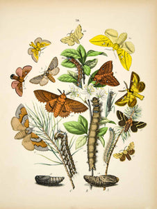 1882 Hand-Colored Lithograph WF Kirby Art Lappet Eggars Lackey Moth Insect EBM1