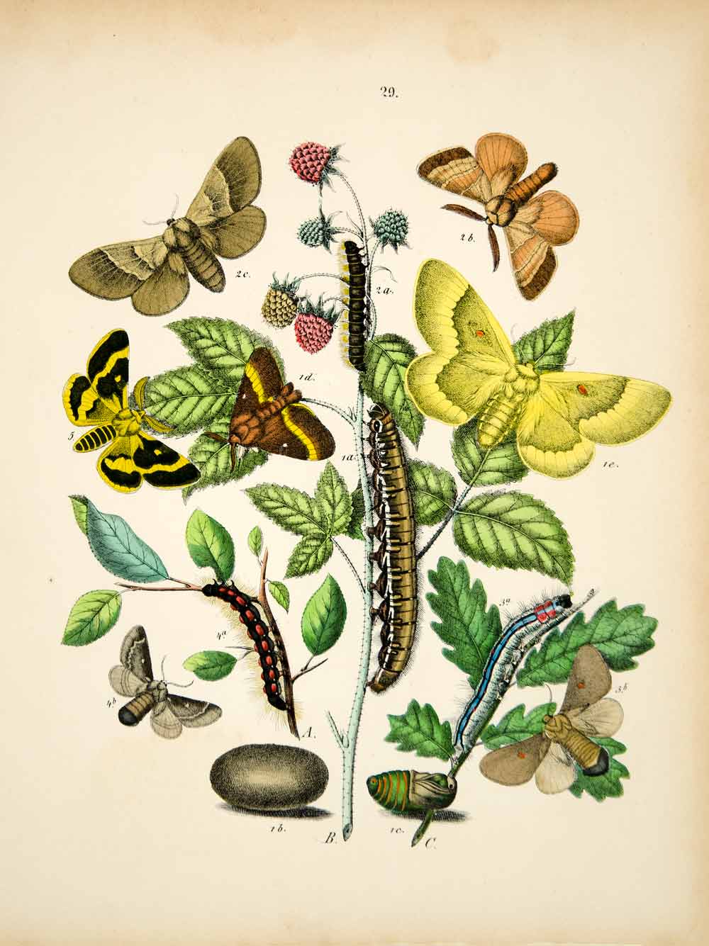1882 Hand-Colored Lithograph WF Kirby Art Oak Eggars Lappet Moth Insect Bug EBM1