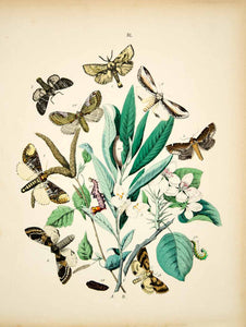 1882 Hand-Colored Lithograph WF Kirby Art Pebble Prominent Moth Bugs Insect EBM1
