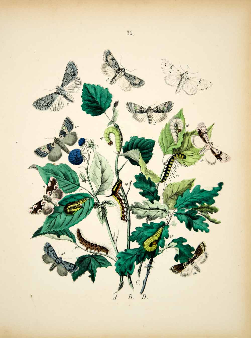 1882 Hand-Colored Lithograph WF Kirby Art Grey Dagger Miller Moth Insect EBM1