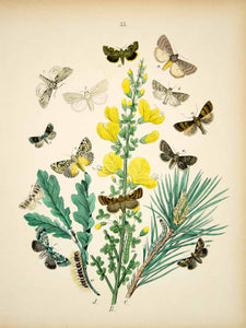 1882 Hand-Colored Lithograph WF Kirby Art Sprawler Pale Stigma Moth Insect EBM1