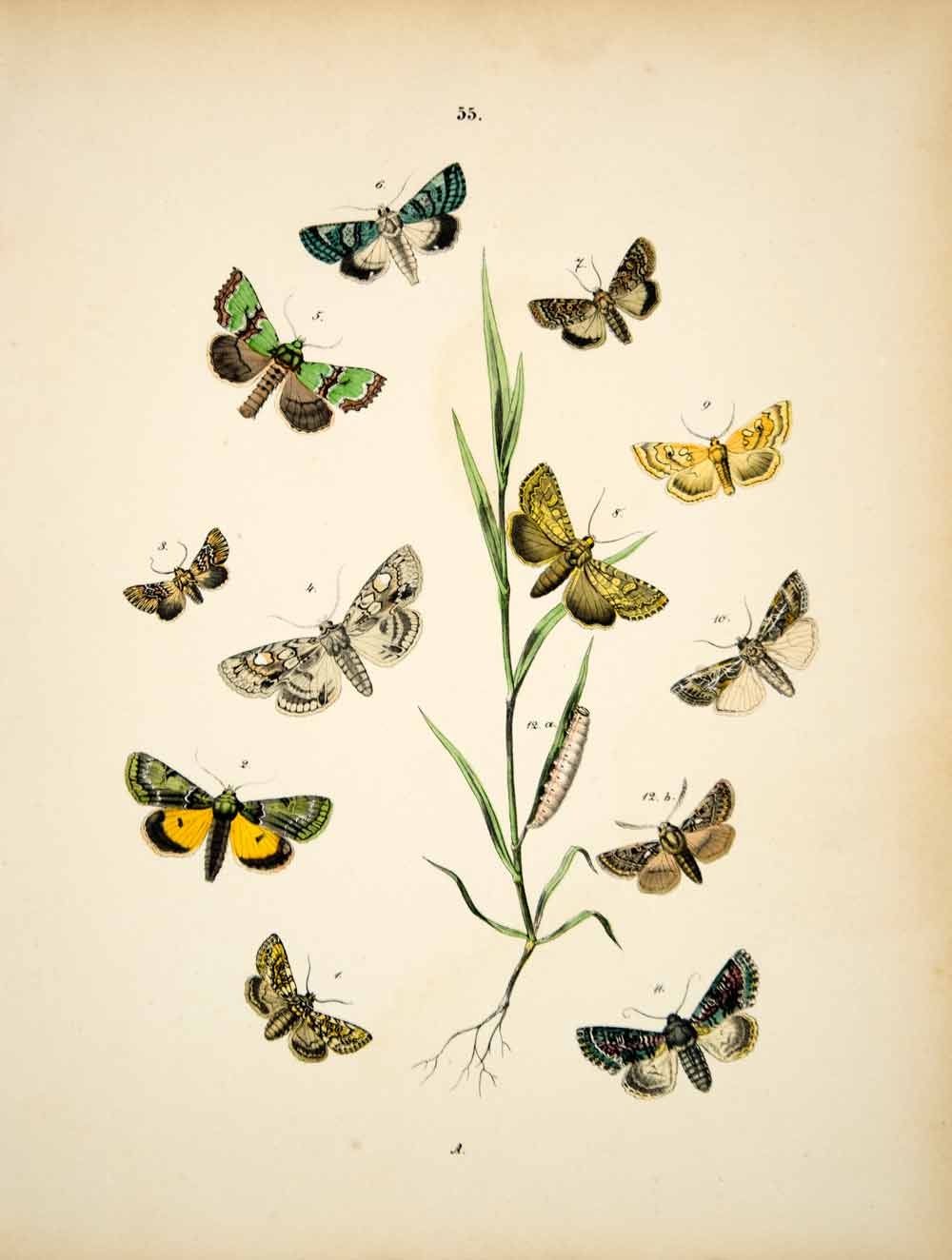 1882 Hand-Colored Lithograph WF Kirby Art Tawny Shears Moth Insect Bugs EBM1