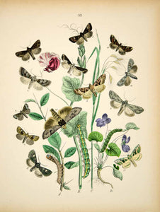 1882 Hand-Colored Lithograph WF Kirby Art Green-Brindled Dot Moth Insect EBM1