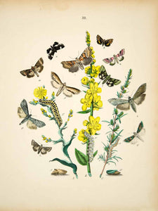 1882 Hand-Colored Lithograph WF Kirby Art Herald Shark Mullein Moth Insect EBM1