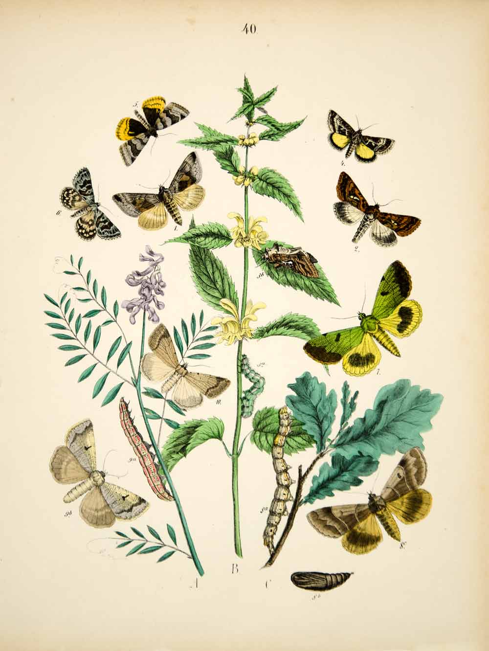1882 Hand-Colored Lithograph WF Kirby Art Gold Spangle Moth Insect Bugs EBM1