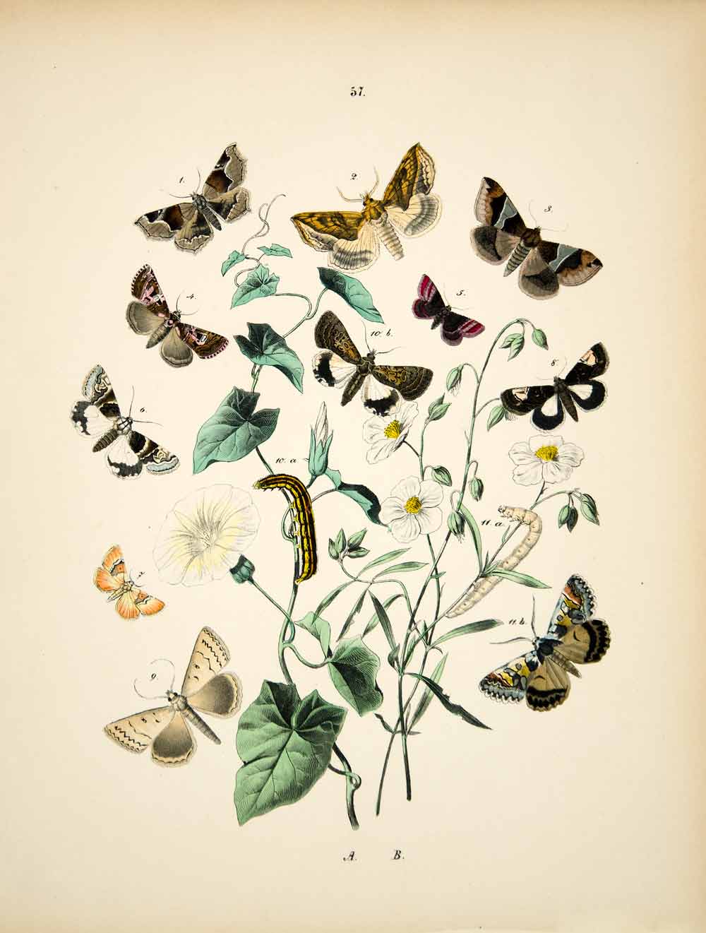 1882 Hand-Colored Lithograph WF Kirby Art Eastern Alchymist Moth Insect Bug EBM1