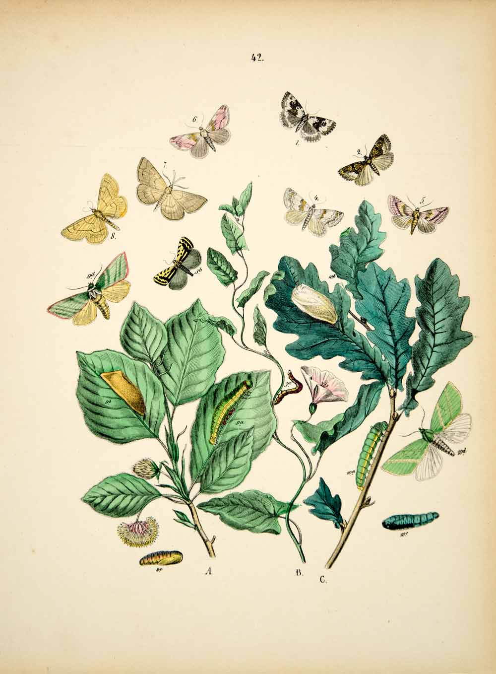 1882 Hand-Colored Lithograph WF Kirby Art Spotted Sulphur Moth Insect Bugs EBM1