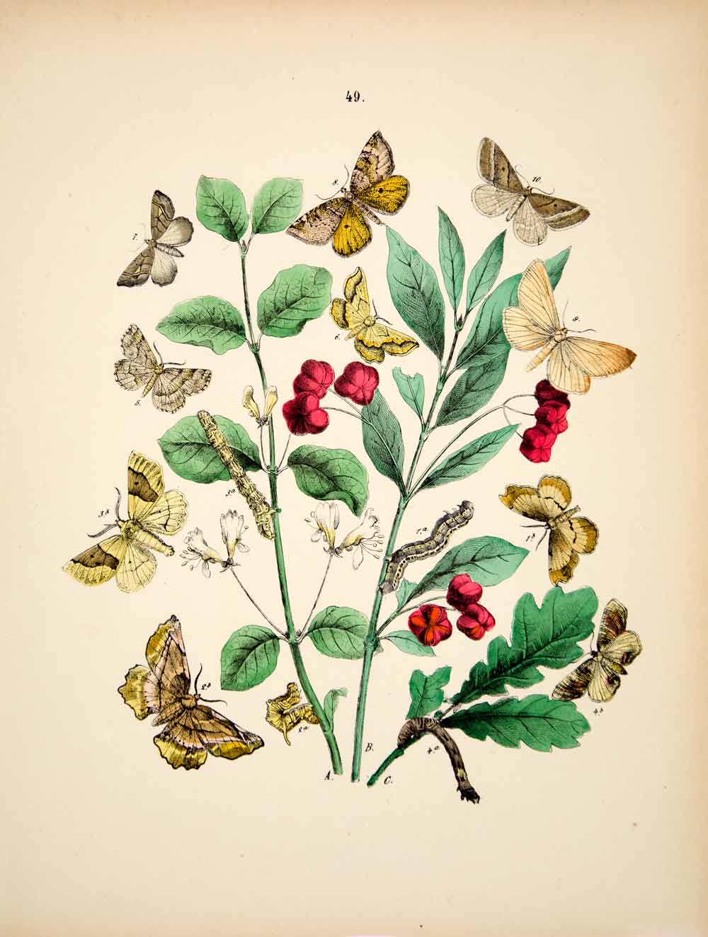 1882 Hand-Colored Lithograph WF Kirby Art Scalloped Oak Moth Insect Bugs EBM1