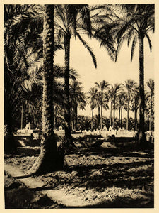 1929 El-Marg Cairo Egypt Desert Cemetery Palm Trees - ORIGINAL PHOTOGRAVURE EG1