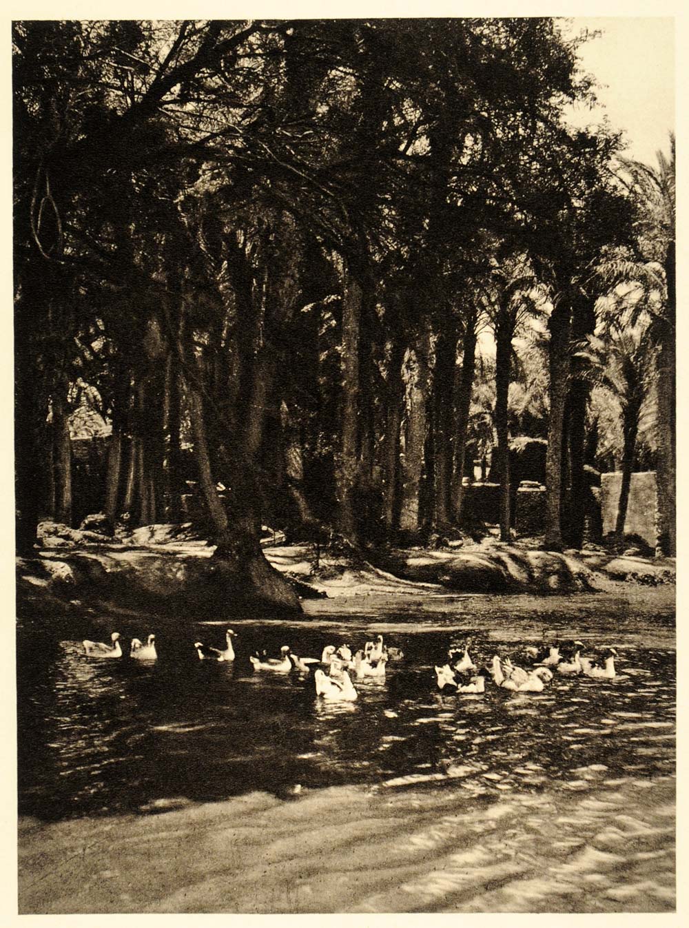 1929 Faiyum Fayum Oasis Egypt Palm Trees Pond Ducks - ORIGINAL PHOTOGRAVURE EG1
