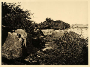 1929 Egypt Photogravure H Rickle Aswan Kitchener's Island Nile Botanical EG1