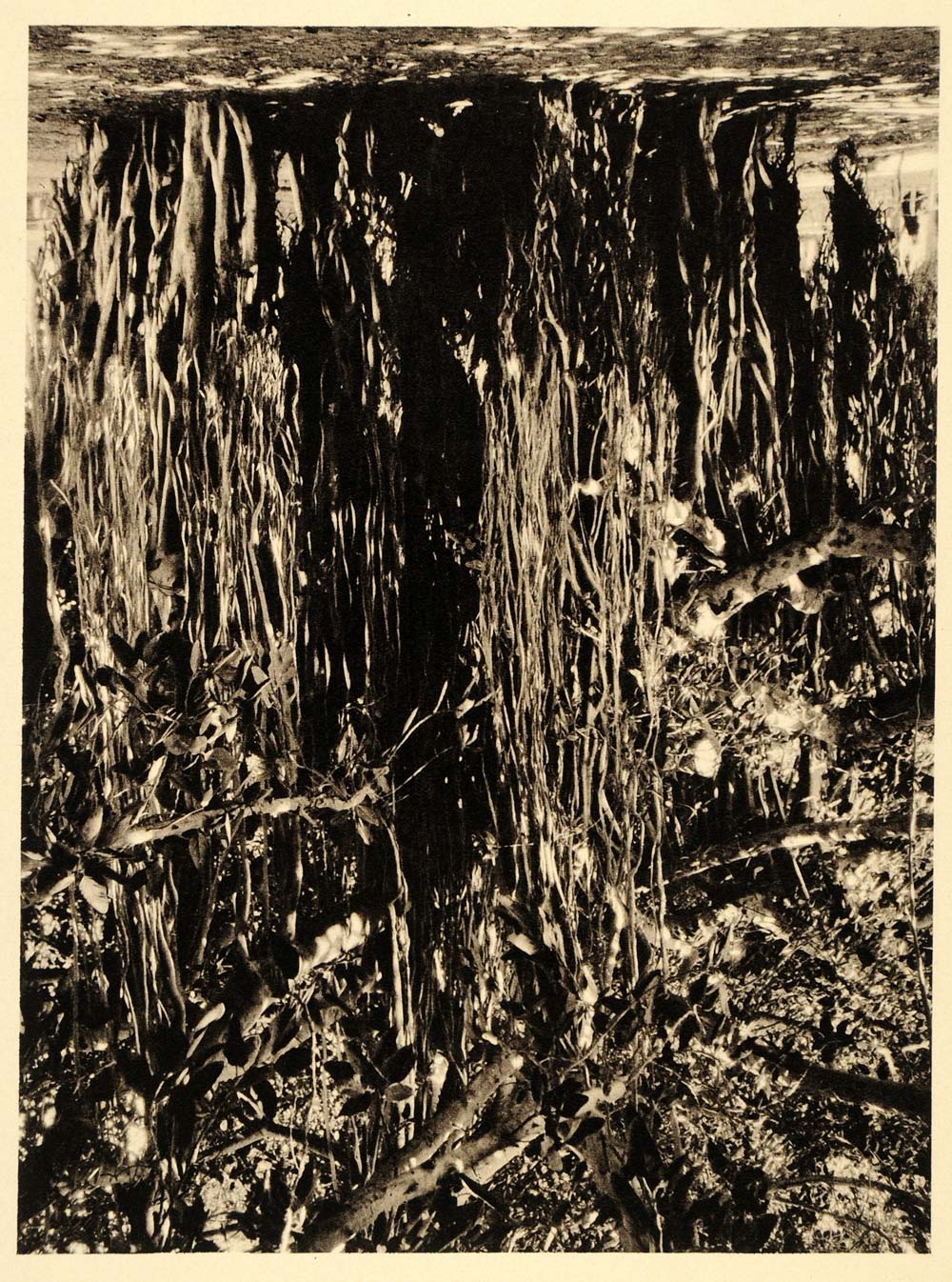 1929 Egypt Photogravure Banyan Tree Fig Ricke - ORIGINAL PHOTOGRAVURE EG1