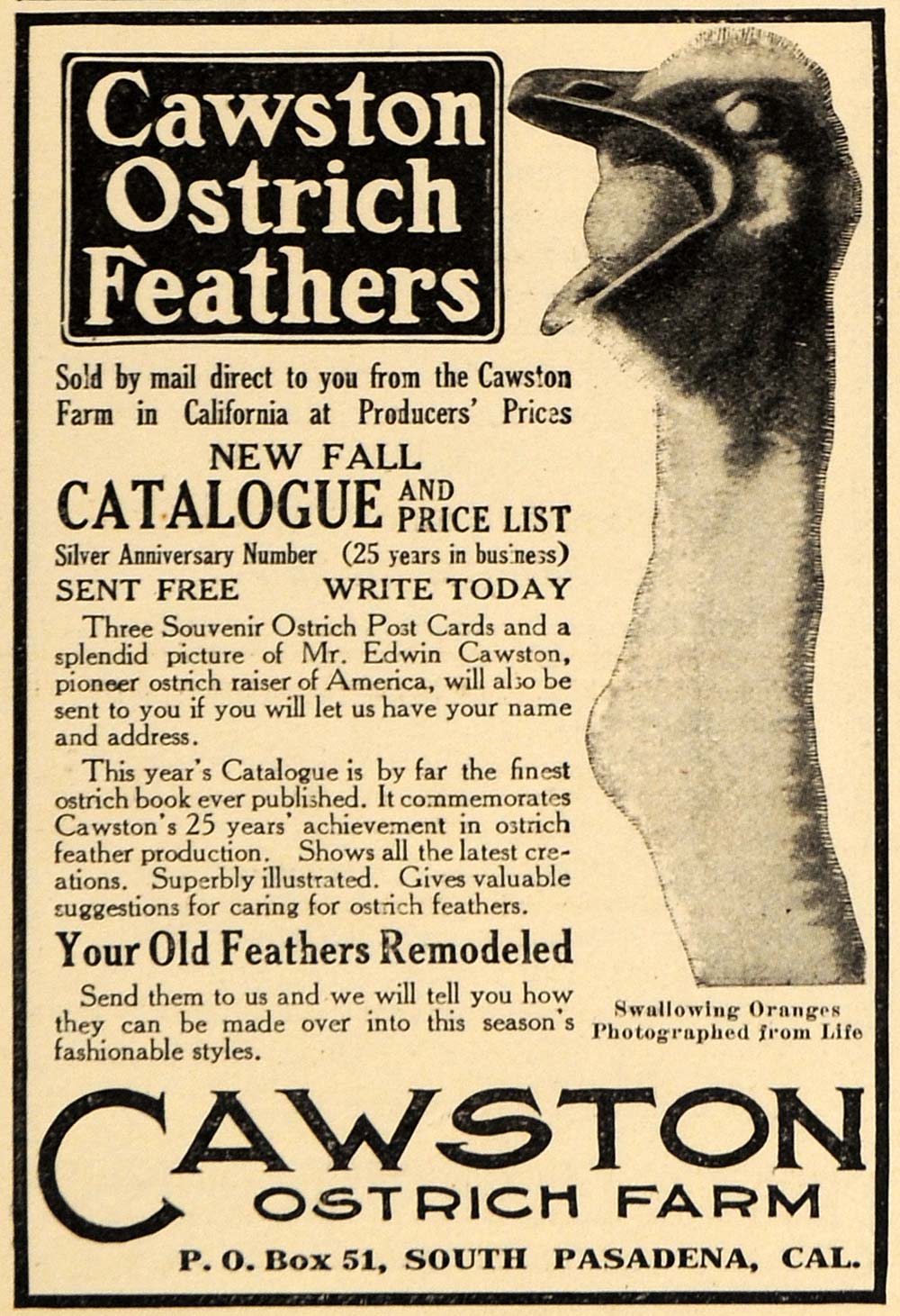 1911 Ad Cawston Ostrich Farm Feathers California Orange - ORIGINAL EM1