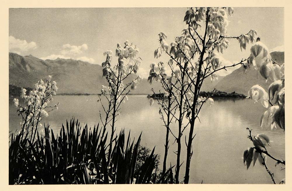 1943 Lago Lake Maggiore Verbano Italy Switzerland Plant - ORIGINAL EUR1