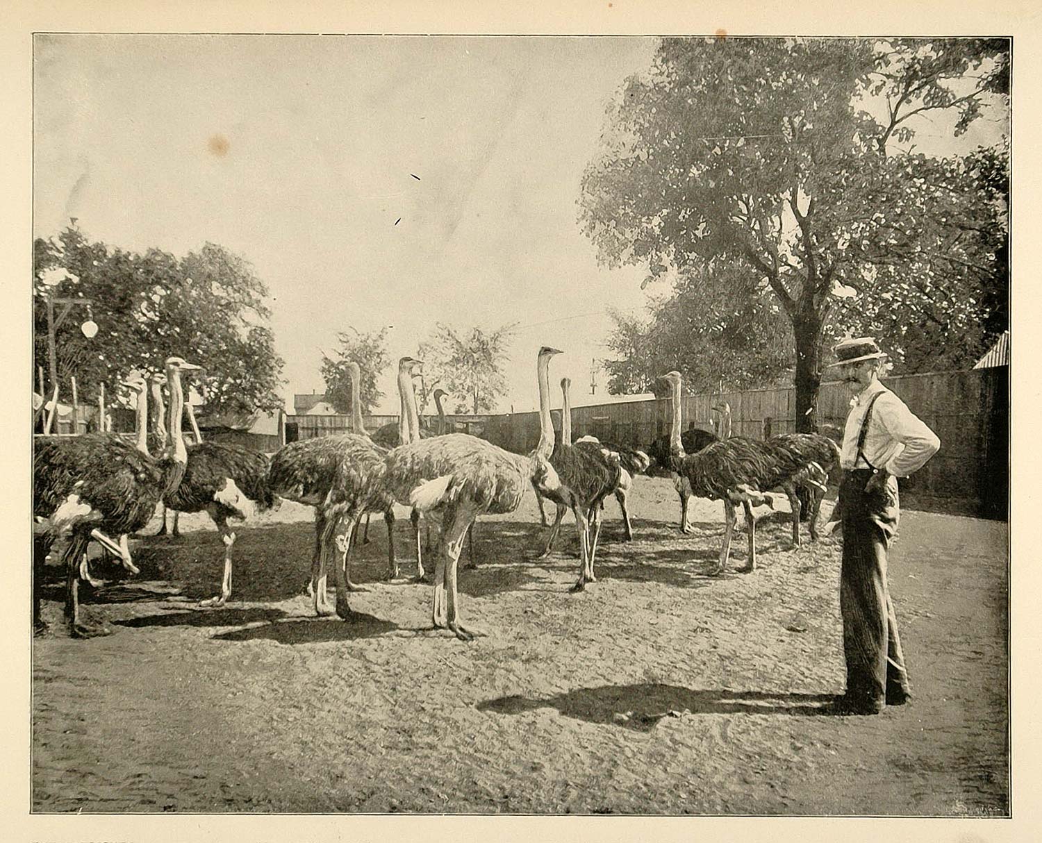 1893 Chicago Worlds Fair Ostriches Bird Pater Familias ORIGINAL HISTORIC FAI4