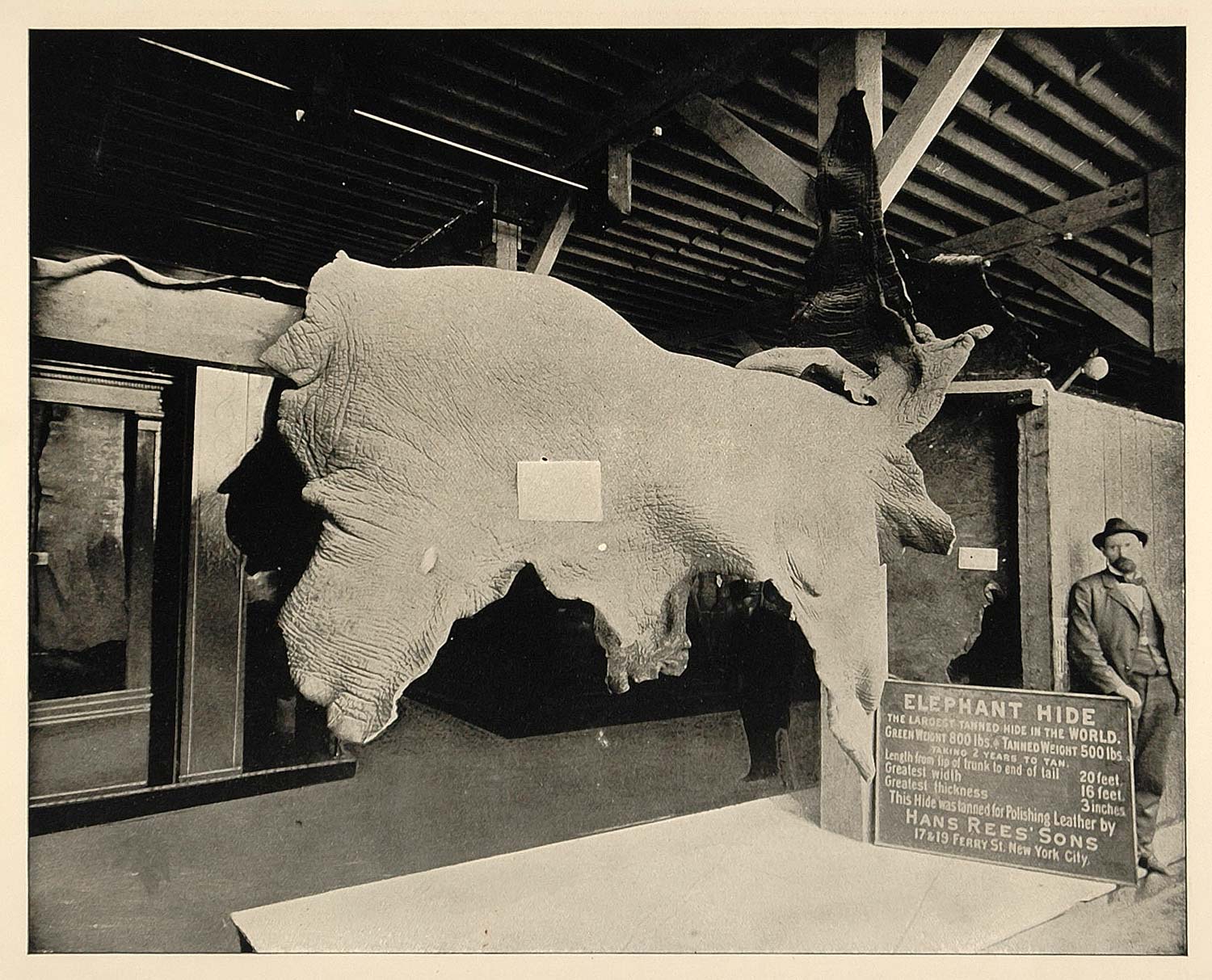 1893 Chicago Worlds Fair Elephant Hide African Leather ORIGINAL HISTORIC FAI4