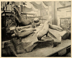 1893 Chicago World's Fair California Sea Lion Exhibit ORIGINAL HISTORIC IMAGE