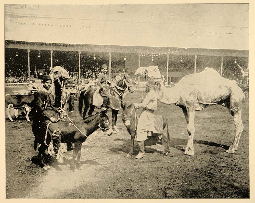 1893 Chicago World's Fair Cairo Street Camel Donkey - ORIGINAL HISTORIC IMAGE