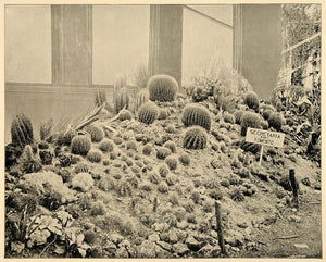 1893 Chicago World's Fair Mexico Cactus Garden Print - ORIGINAL HISTORIC IMAGE