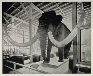 1893 Chicago Worlds Fair Siberian Mammoth Model Martin ORIGINAL HISTORIC FAIR3