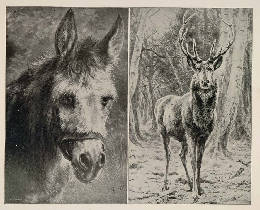 1893 Chicago World's Fair Rosa Bonheur Donkey Elk Print ORIGINAL HISTORIC FAIR8