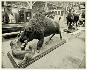 1893 Print Chicago World's Fair Bison V. Mountain Lion ORIGINAL HISTORIC FAR1