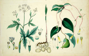 1852 Steel Engraving Botanical Print Arracacia Root Vegetable Alstroemeria FD1