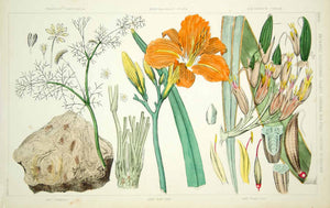 1852 Steel Engraving Botanical Hand-Tinted Antique Print Herb Day Lily Flax FD1