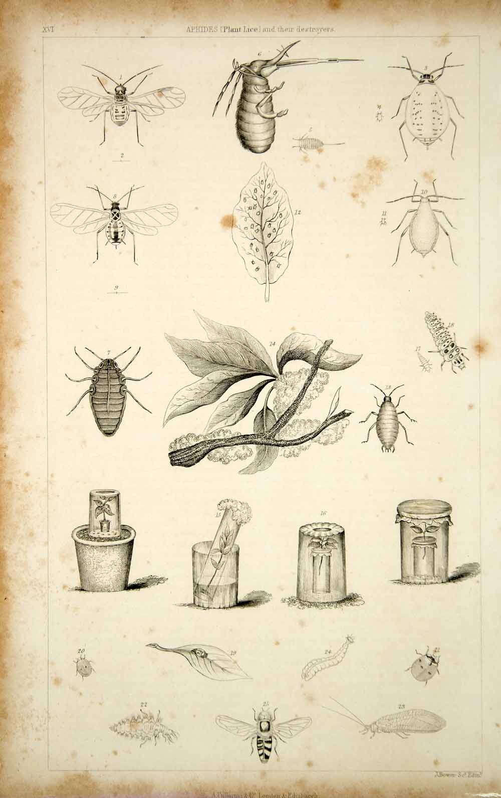 1852 Steel Engraving Antique Aphids Plant Lice Ladybug Wasp Insect Pest Bugs FD1
