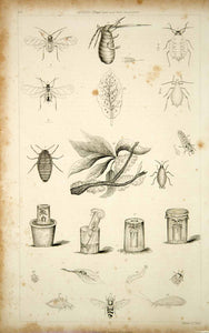 1852 Steel Engraving Antique Aphids Plant Lice Ladybug Wasp Insect Pest Bugs FD1