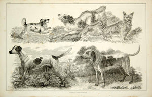 1852 Steel Engraving Antique Print Dogs Hunting Herder Pointer Domesticated FD1