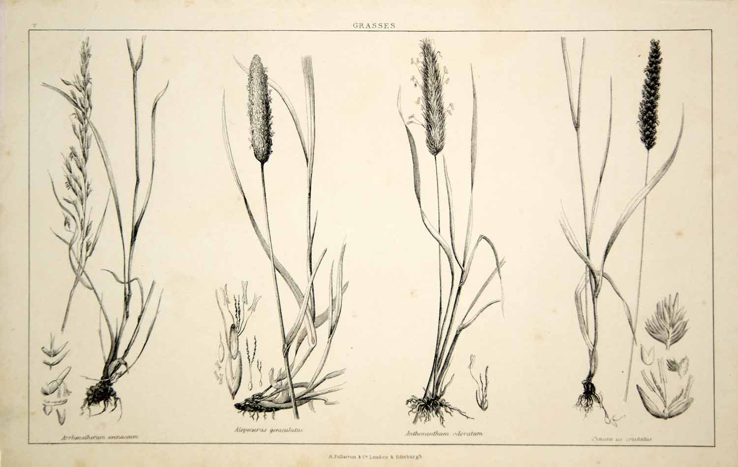 1852 Steel Engraving Antique Print Grasses Agriculture Cultivation Botanical FD1