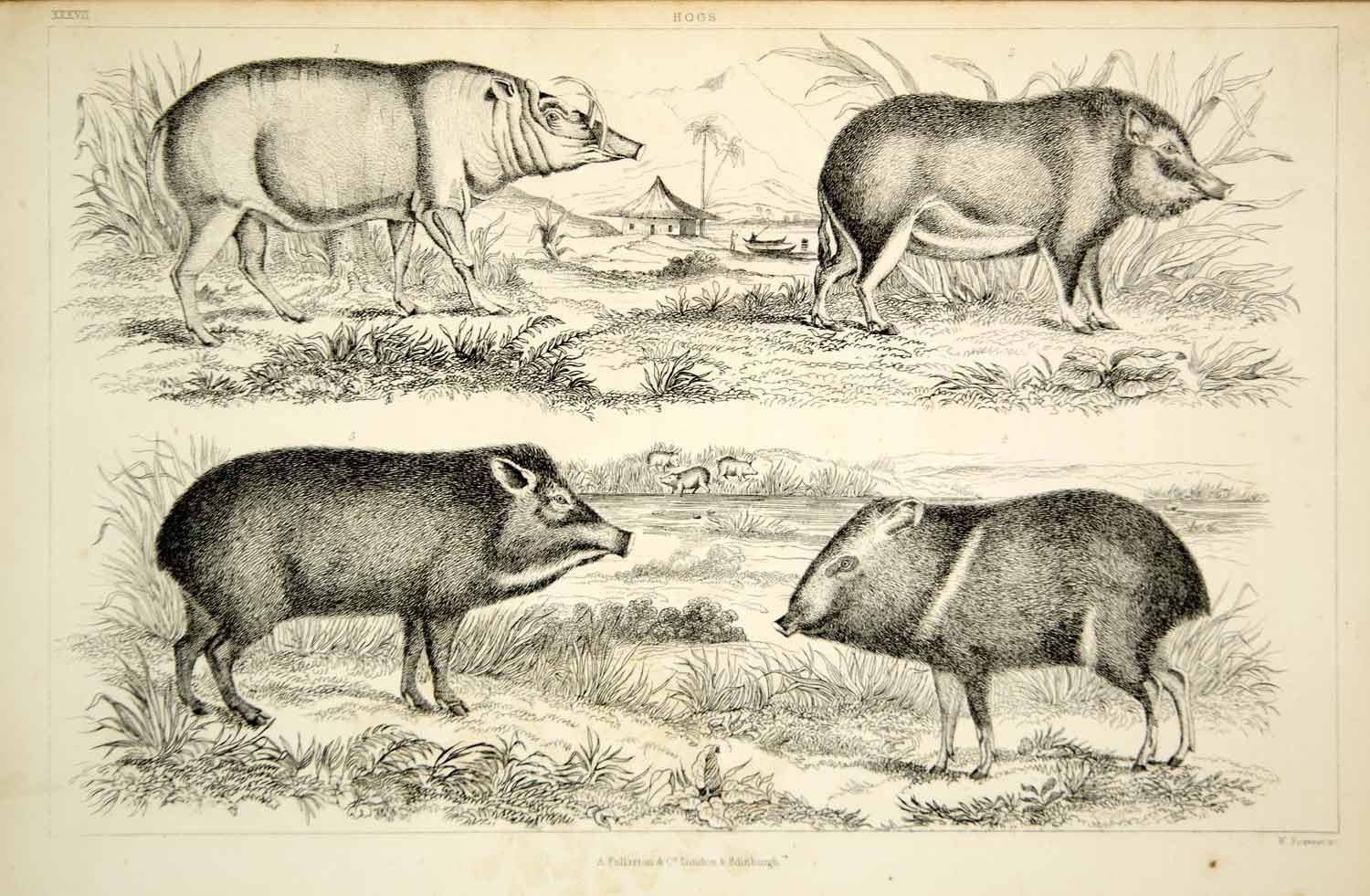 1852 Steel Engraving Antique Print Hogs Chinese Pig Pork Agriculture Farming FD1