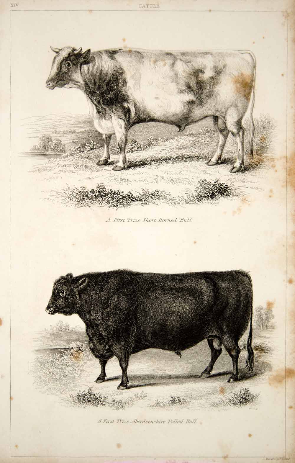 1852 Steel Engraving Shorthorn Bull Aberdeenshire Polled Angus Cattle Farm FD1